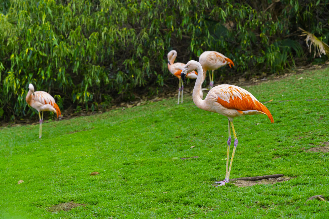 yorkshire flamingo profanisaurus