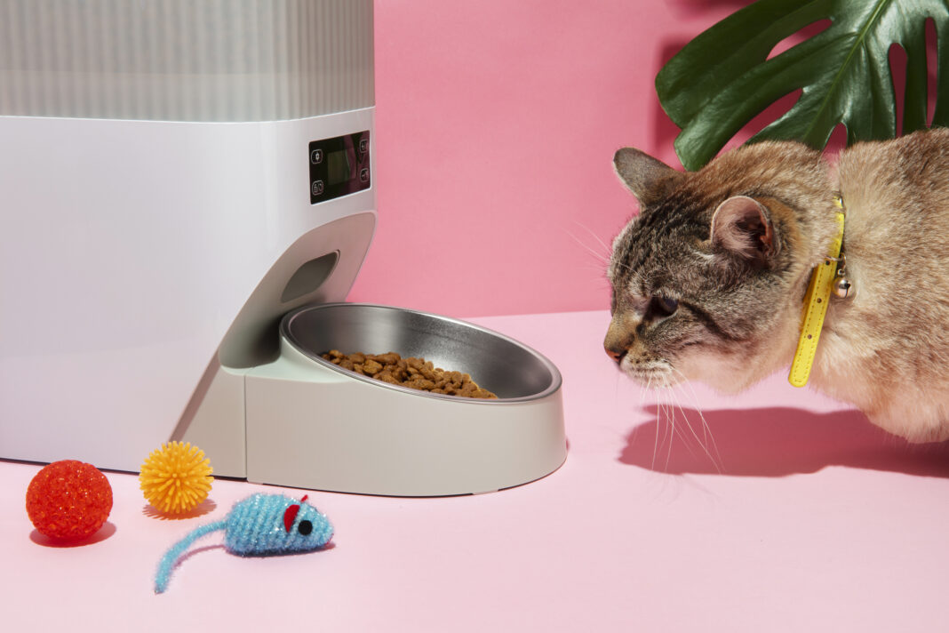 wet food to feed a cat